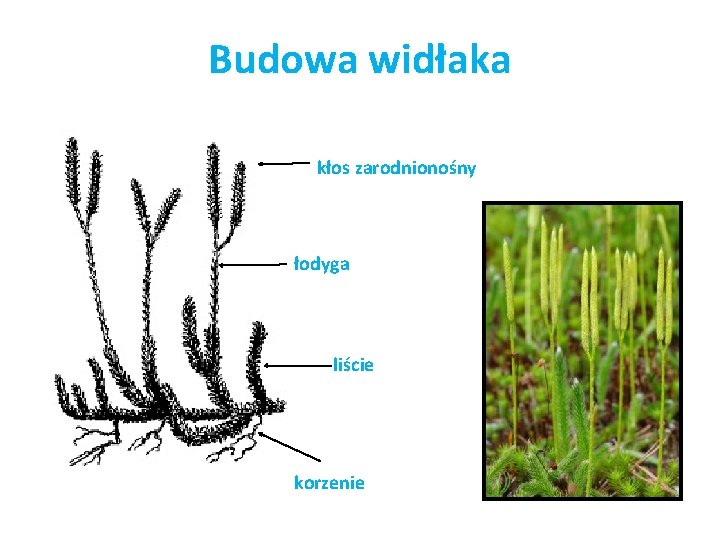 Budowa widłaka kłos zarodnionośny łodyga liście korzenie 