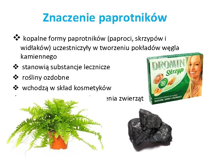 Znaczenie paprotników v kopalne formy paprotników (paproci, skrzypów i widłaków) uczestniczyły w tworzeniu pokładów