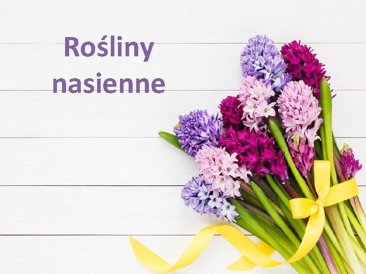 Rośliny nasienne 