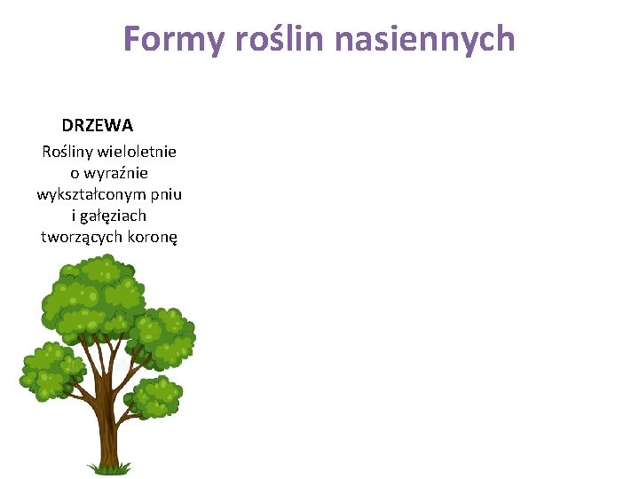 Formy roślin nasiennych DRZEWA Rośliny wieloletnie o wyraźnie wykształconym pniu i gałęziach tworzących koronę