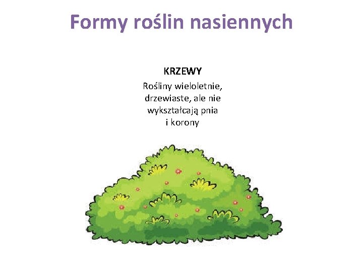 Formy roślin nasiennych KRZEWY Rośliny wieloletnie, drzewiaste, ale nie wykształcają pnia i korony 