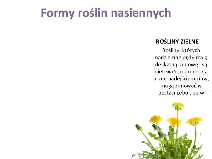 Formy roślin nasiennych ROŚLINY ZIELNE Rośliny, których nadziemne pędy mają delikatną budowę i są