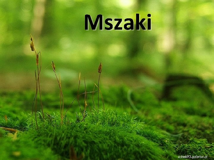 Mszaki 