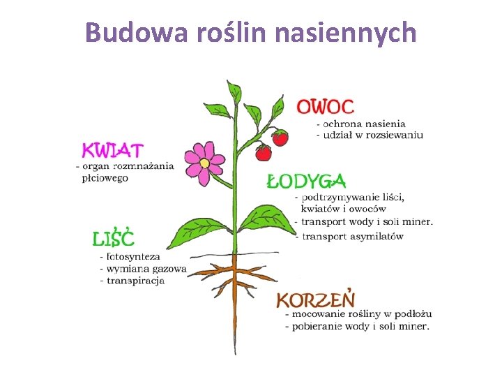 Budowa roślin nasiennych 