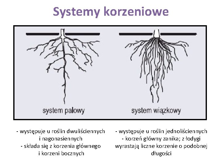 Systemy korzeniowe - występuje u roślin dwuliściennych i nagonasiennych - składa się z korzenia
