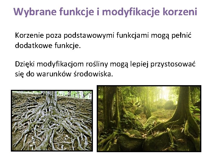 Wybrane funkcje i modyfikacje korzeni Korzenie poza podstawowymi funkcjami mogą pełnić dodatkowe funkcje. Dzięki