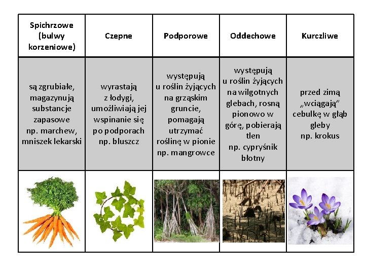 Spichrzowe (bulwy korzeniowe) Czepne Podporowe występują u roślin żyjących są zgrubiałe, wyrastają na grząskim