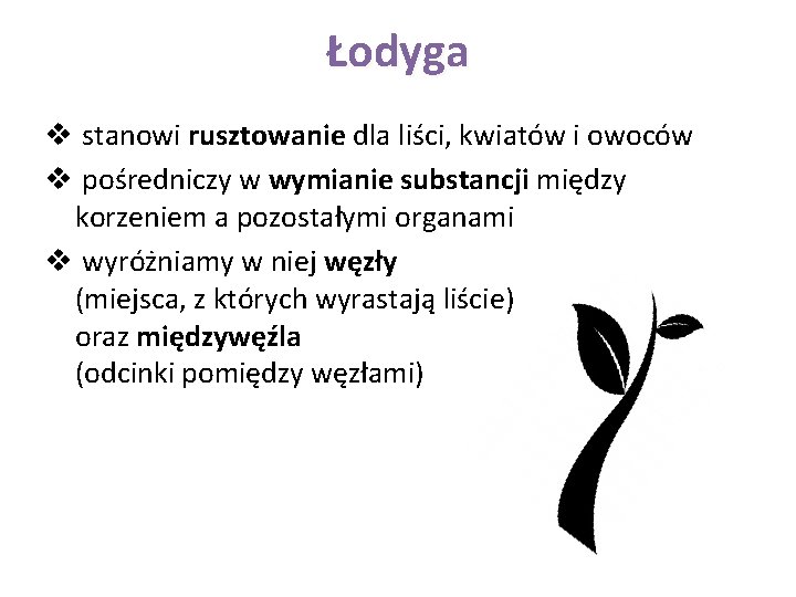 Łodyga v stanowi rusztowanie dla liści, kwiatów i owoców v pośredniczy w wymianie substancji