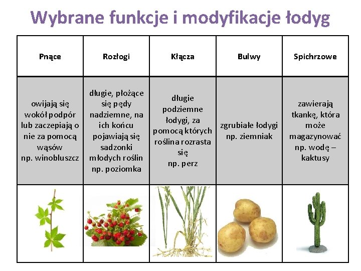 Wybrane funkcje i modyfikacje łodyg Pnące Rozłogi Kłącza Bulwy długie, płożące długie się pędy