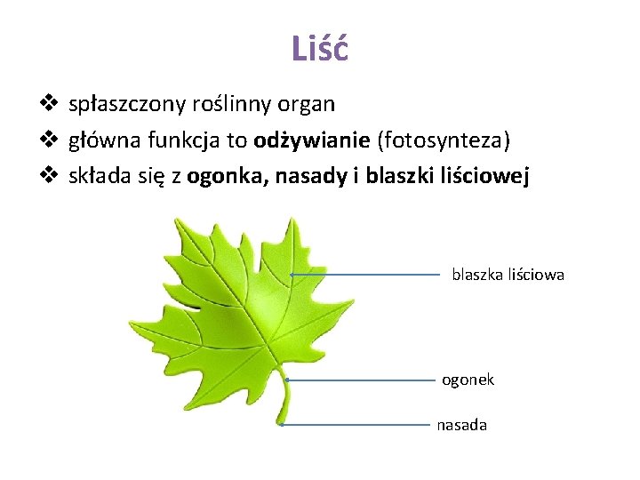 Liść v spłaszczony roślinny organ v główna funkcja to odżywianie (fotosynteza) v składa się