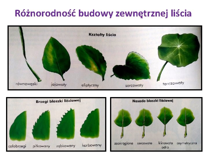 Różnorodność budowy zewnętrznej liścia 