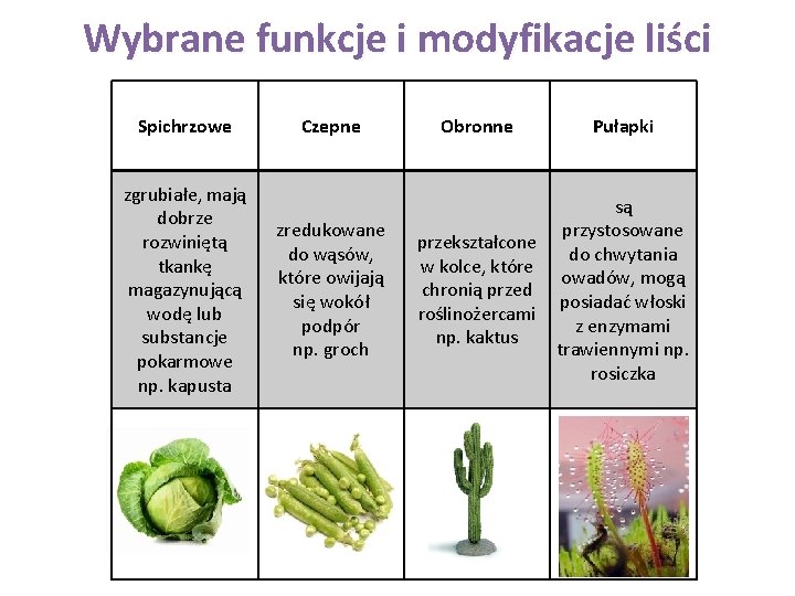 Wybrane funkcje i modyfikacje liści Spichrzowe zgrubiałe, mają dobrze rozwiniętą tkankę magazynującą wodę lub