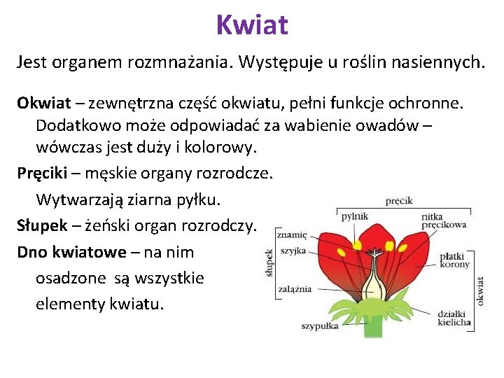 Kwiat Jest organem rozmnażania. Występuje u roślin nasiennych. Okwiat – zewnętrzna część okwiatu, pełni