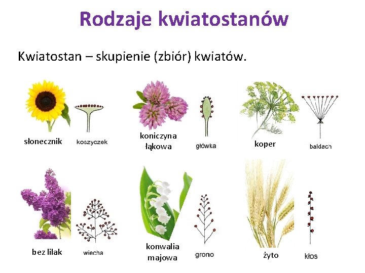 Rodzaje kwiatostanów Kwiatostan – skupienie (zbiór) kwiatów. słonecznik koniczyna łąkowa koper bez lilak konwalia