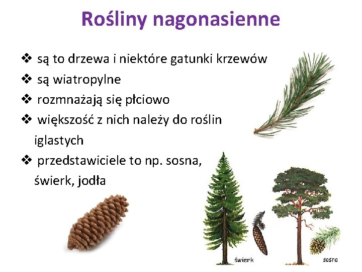 Rośliny nagonasienne v są to drzewa i niektóre gatunki krzewów v są wiatropylne v