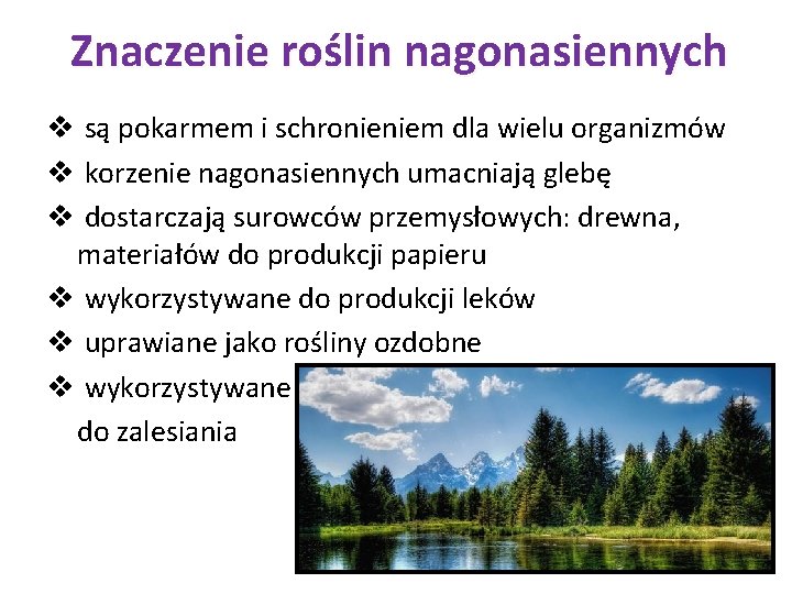 Znaczenie roślin nagonasiennych v są pokarmem i schronieniem dla wielu organizmów v korzenie nagonasiennych