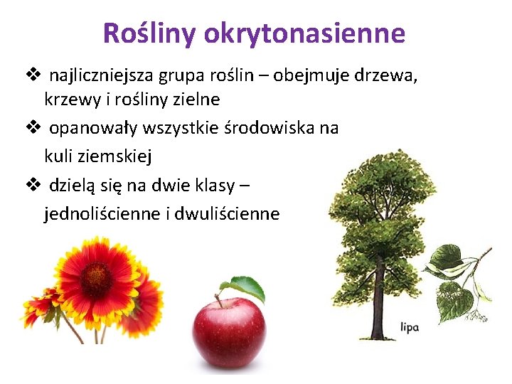 Rośliny okrytonasienne v najliczniejsza grupa roślin – obejmuje drzewa, krzewy i rośliny zielne v