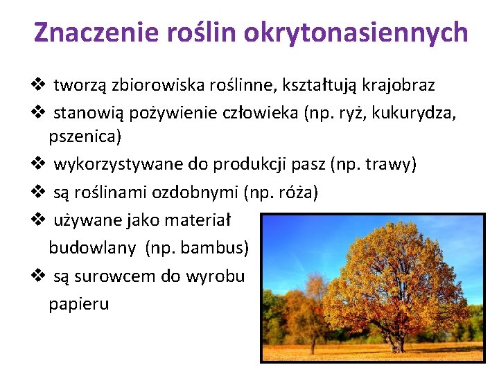 Znaczenie roślin okrytonasiennych v tworzą zbiorowiska roślinne, kształtują krajobraz v stanowią pożywienie człowieka (np.