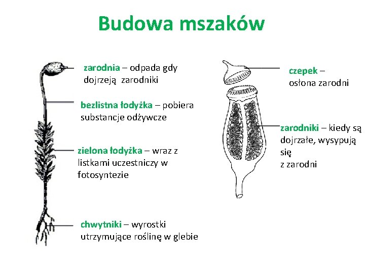 Budowa mszaków zarodnia – odpada gdy dojrzeją zarodniki bezlistna łodyżka – pobiera substancje odżywcze