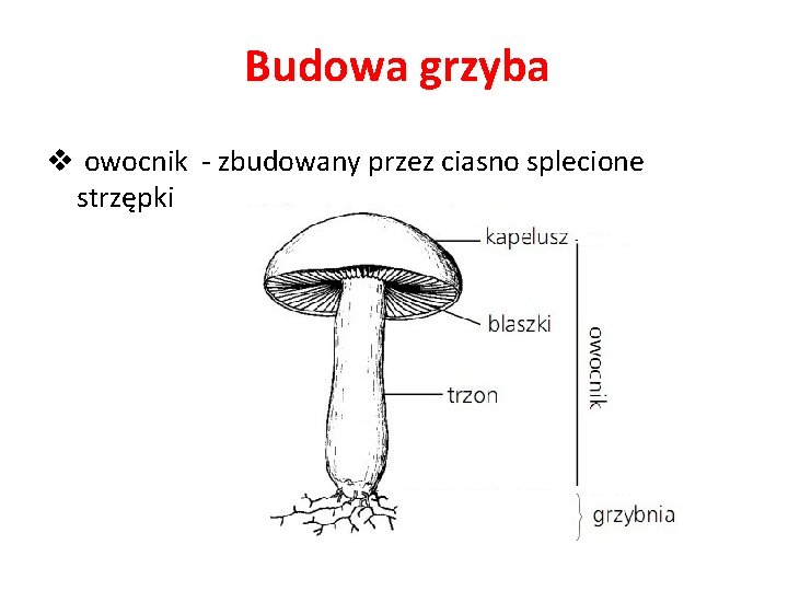 Budowa grzyba v owocnik - zbudowany przez ciasno splecione strzępki 