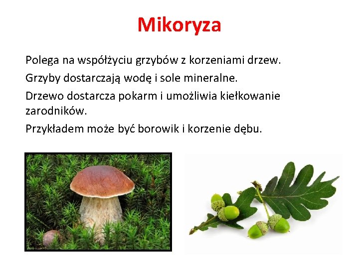 Mikoryza Polega na współżyciu grzybów z korzeniami drzew. Grzyby dostarczają wodę i sole mineralne.