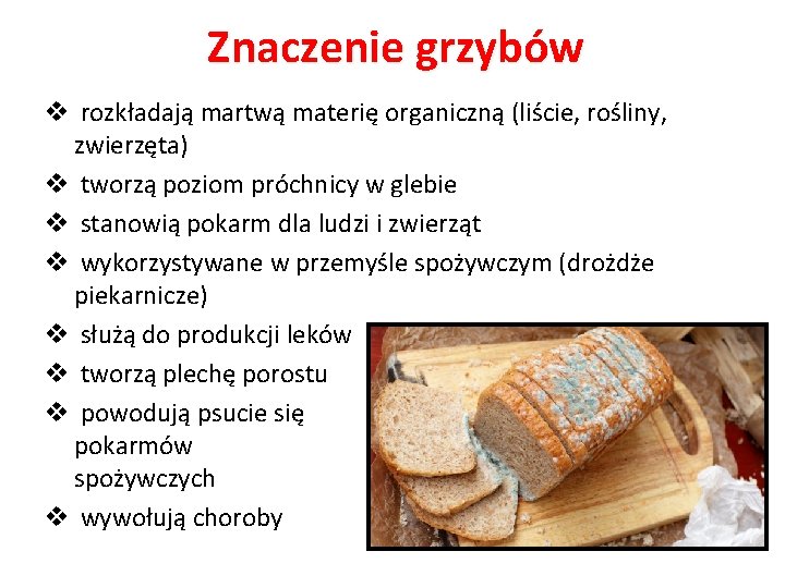 Znaczenie grzybów v rozkładają martwą materię organiczną (liście, rośliny, zwierzęta) v tworzą poziom próchnicy