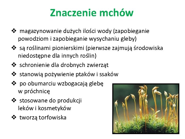 Znaczenie mchów v magazynowanie dużych ilości wody (zapobieganie powodziom i zapobieganie wysychaniu gleby) v