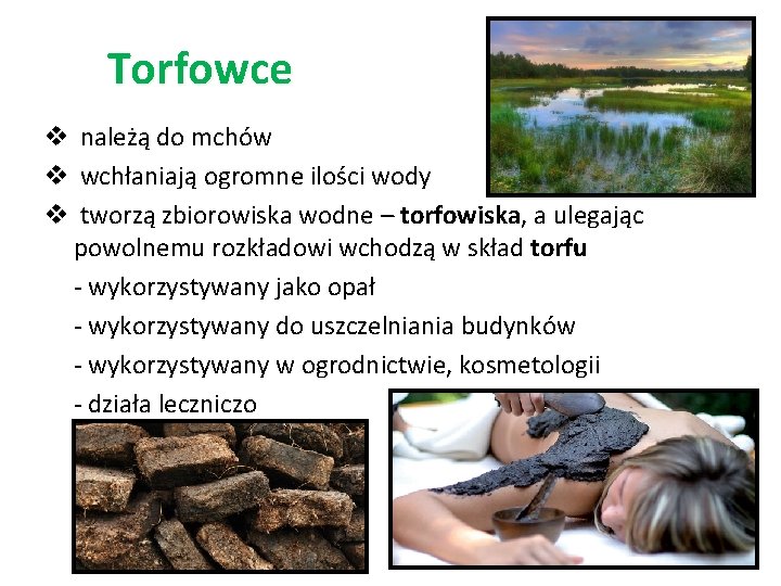 Torfowce v należą do mchów v wchłaniają ogromne ilości wody v tworzą zbiorowiska wodne