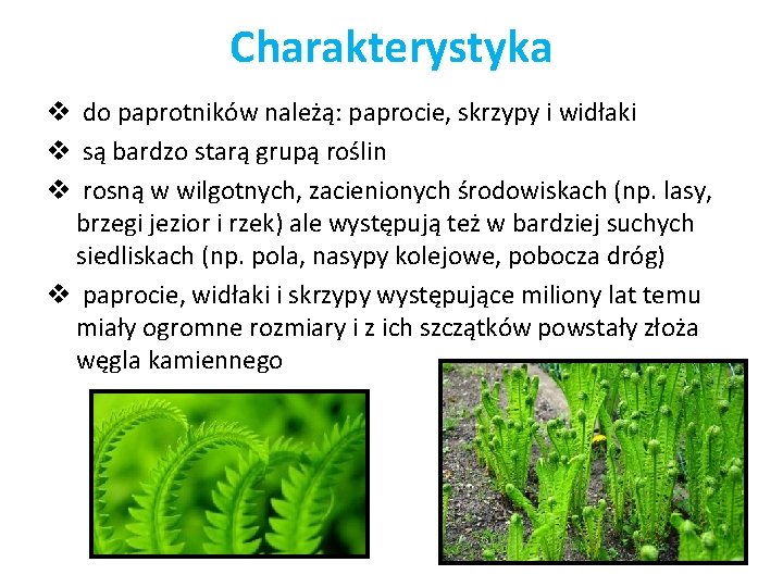 Charakterystyka v do paprotników należą: paprocie, skrzypy i widłaki v są bardzo starą grupą