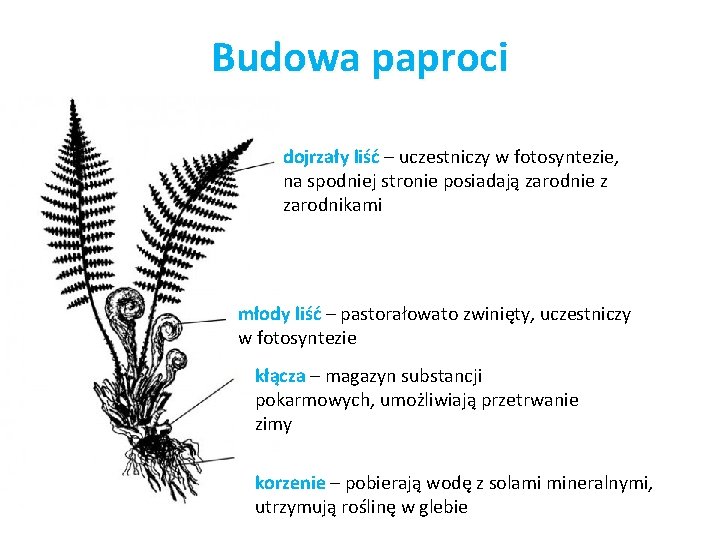 Budowa paproci dojrzały liść – uczestniczy w fotosyntezie, na spodniej stronie posiadają zarodnie z