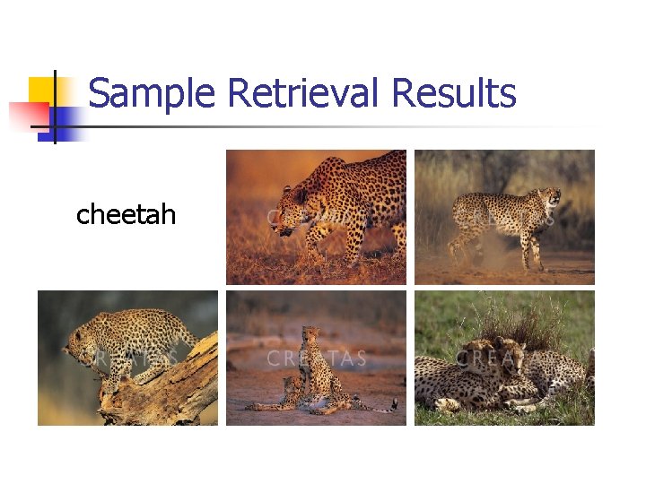 Sample Retrieval Results cheetah 