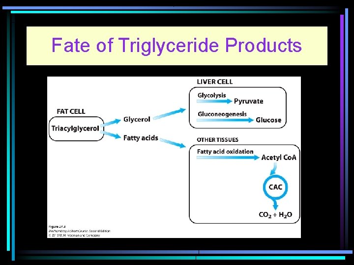 Fate of Triglyceride Products 