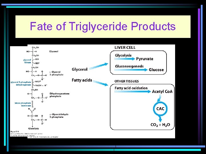 Fate of Triglyceride Products 