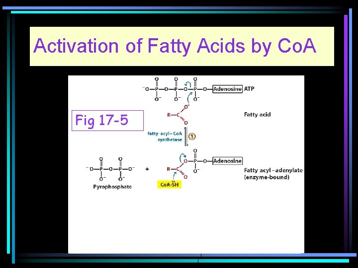 Activation of Fatty Acids by Co. A Fig 17 -5 