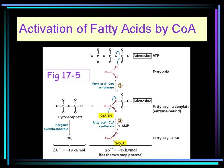 Activation of Fatty Acids by Co. A Fig 17 -5 