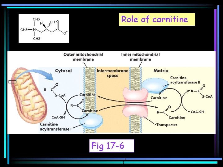 Role of carnitine Fig 17 -6 