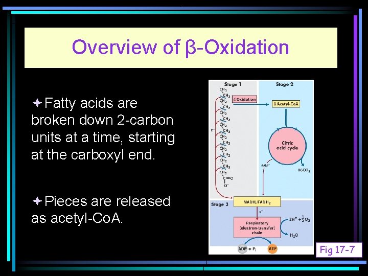 Overview of β-Oxidation Fatty acids are broken down 2 -carbon units at a time,