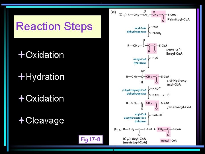 Reaction Steps Oxidation Hydration Oxidation Cleavage Fig 17 -8 