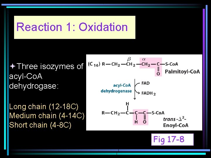 Reaction 1: Oxidation Three isozymes of acyl-Co. A dehydrogase: Long chain (12 -18 C)