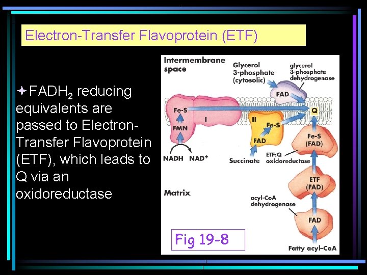 Electron-Transfer Flavoprotein (ETF) FADH 2 reducing equivalents are passed to Electron. Transfer Flavoprotein (ETF),