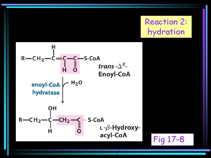 Reaction 2: hydration Fig 17 -8 