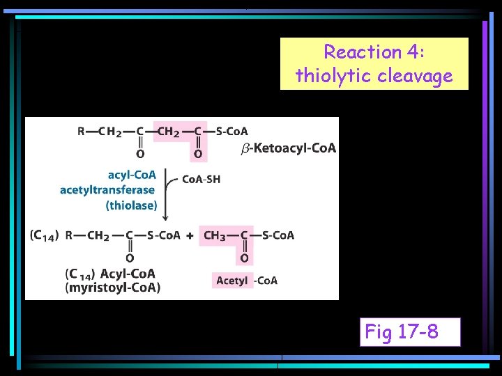 Reaction 4: thiolytic cleavage Fig 17 -8 
