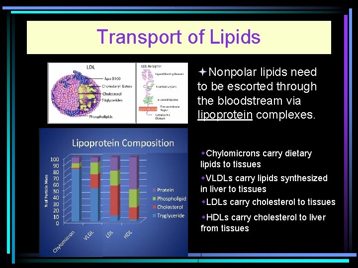 Transport of Lipids Nonpolar lipids need to be escorted through the bloodstream via lipoprotein