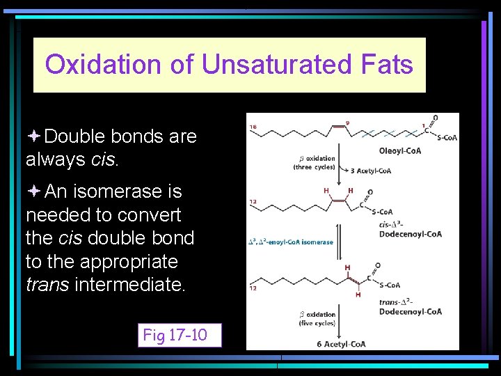 Oxidation of Unsaturated Fats Double bonds are always cis. An isomerase is needed to