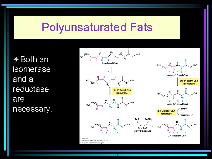 Polyunsaturated Fats Both an isomerase and a reductase are necessary. 