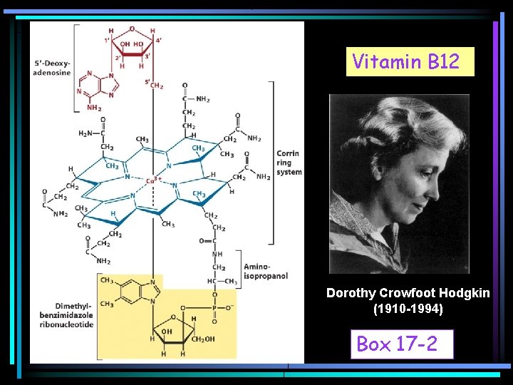 Vitamin B 12 Dorothy Crowfoot Hodgkin (1910 -1994) Box 17 -2 