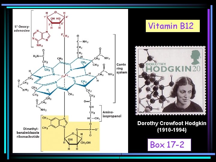 Vitamin B 12 Dorothy Crowfoot Hodgkin (1910 -1994) Box 17 -2 