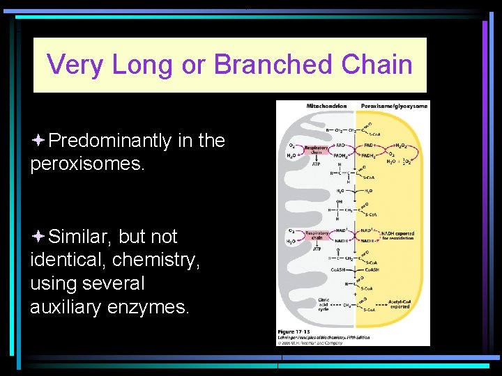 Very Long or Branched Chain Predominantly in the peroxisomes. Similar, but not identical, chemistry,