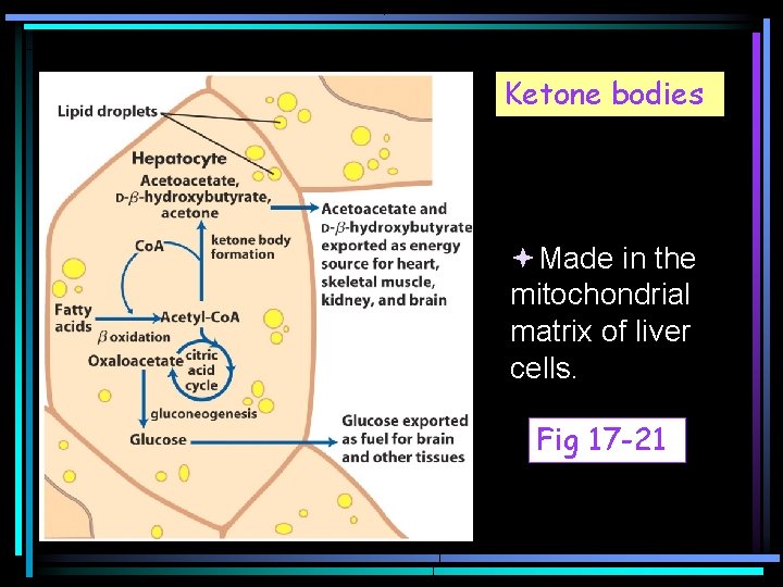 Ketone bodies Made in the mitochondrial matrix of liver cells. Fig 17 -21 