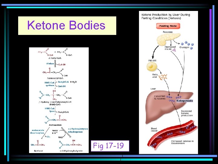 Ketone Bodies Fig 17 -19 